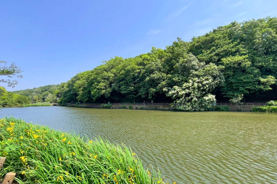 じゅん菜池緑地