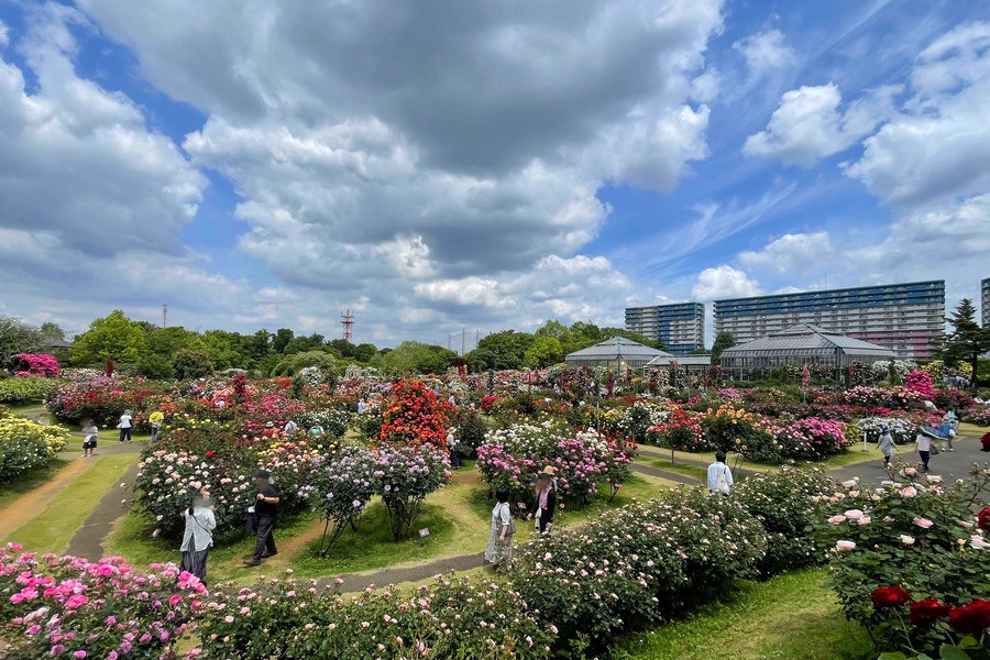 京成バラ園 京成バラ園