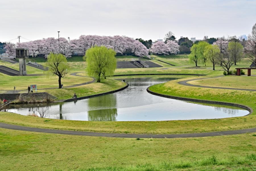 大宮第二公園 大宮第二公園